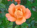 L'Oréal Trophy rose photo