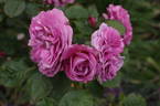 Magenta rose photo