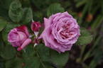 Magenta rose photo
