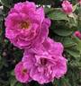 Soleil Brillant rose photo
