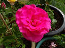 Lancome ™ rose photo