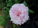Souvenir du Président Carnot rose photo