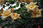 Emily Gray rose photo