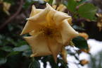 Emily Gray rose photo
