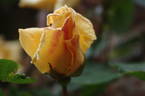 Emily Gray rose photo