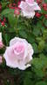 Clairette rose photo