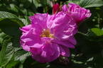 Belle Poitevine rose photo
