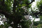 Madame d'Arblay rose photo