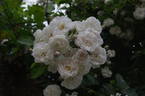 Madame d'Arblay rose photo