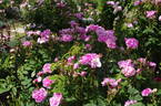 Duchesse de Verneuil rose photo