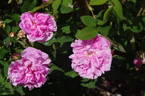 Duchesse de Verneuil rose photo