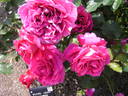 Antoine Noailly rose photo