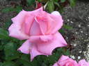 Brinessa rose photo