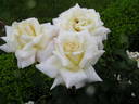 Paul Holmes rose photo