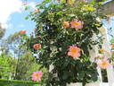 Gwen Nash rose photo