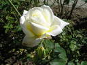 Berlengas rose photo
