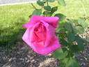 Capistrano rose photo