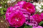 Le Havre rose photo