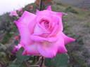McGredy's Pink rose photo
