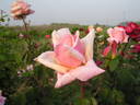 Eve rose photo