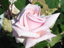 Lady Beauty rose photo