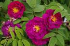 Alain Blanchard rose photo