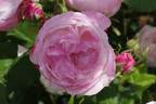 Madame Pierre Oger rose photo