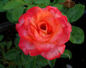 Robert Clements rose photo