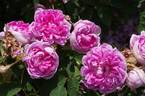 Soupert et Notting rose photo