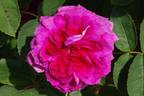 Madame de la Roche-Lambert rose photo