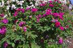 Madame de la Roche-Lambert rose photo