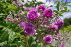 Rose-Marie Viaud rose photo