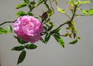 Madame Elisa de Vilmorin rose photo