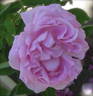 Madame Elisa de Vilmorin rose photo