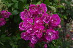 Mrs. F. W. Flight rose photo