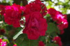 Will Scarlet rose photo