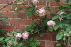 Climbing Madame Abel Chatenay rose photo