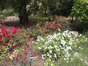 Sander's White Rambler rose photo