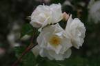 Tom Marshall rose photo