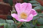 Lady Curzon rose photo
