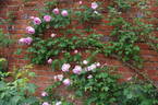 Caroline Testout, Cl. rose photo