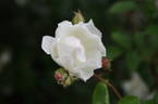 Tom Marshall rose photo