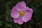 <i>Rosa canina</i> 'hibernica' rose photo