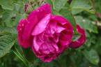Mrs. Anthony Waterer rose photo