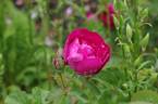 Mrs. Anthony Waterer rose photo