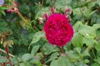 Robusta (bourbon, Soupert rose photo