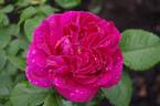Le Havre rose photo