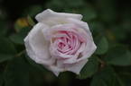 Manning's Blush rose photo