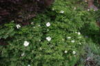 <i>Rosa</i> X <i>micrugosa</i> 'Alba' rose photo