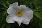 <i>Rosa</i> X <i>micrugosa</i> 'Alba' rose photo